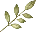 leaf.png